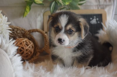 Les chiots de Welsh Corgi Pembroke