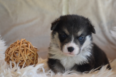 Les chiots de Welsh Corgi Pembroke