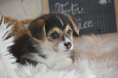 Les chiots de Welsh Corgi Pembroke