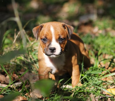 Les chiots de Staffordshire Bull Terrier