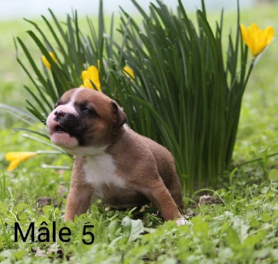 Les chiots de Staffordshire Bull Terrier