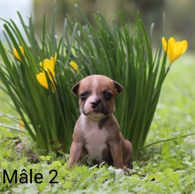 Les chiots de Staffordshire Bull Terrier