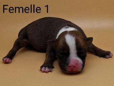 Les chiots de Staffordshire Bull Terrier