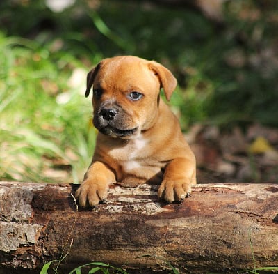 Les chiots de Staffordshire Bull Terrier