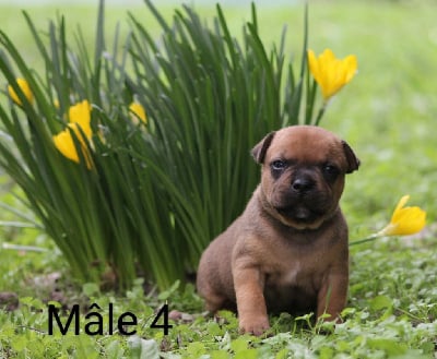 Les chiots de Staffordshire Bull Terrier