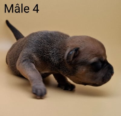 Les chiots de Staffordshire Bull Terrier