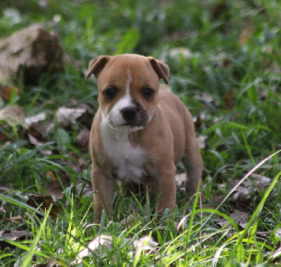 Les chiots de Staffordshire Bull Terrier