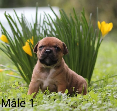 Les chiots de Staffordshire Bull Terrier