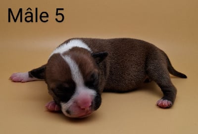 CHIOT 5 - Staffordshire Bull Terrier