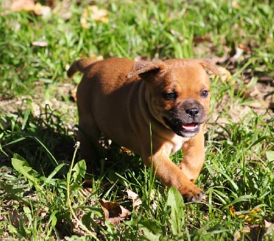 Les chiots de Staffordshire Bull Terrier