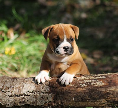 Les chiots de Staffordshire Bull Terrier