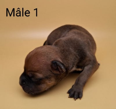 CHIOT 1 - Staffordshire Bull Terrier