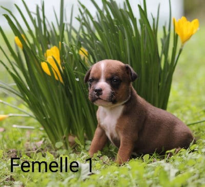 Les chiots de Staffordshire Bull Terrier