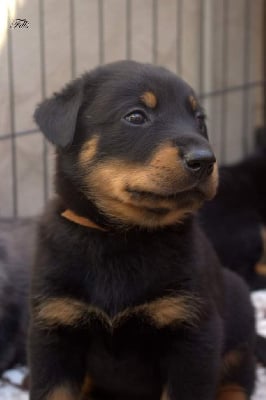 Les chiots de Berger de Beauce