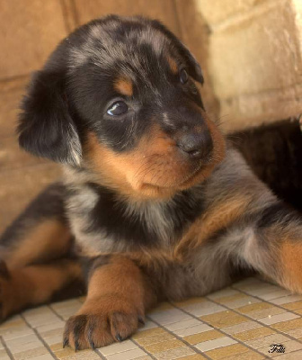 Les chiots de Berger de Beauce