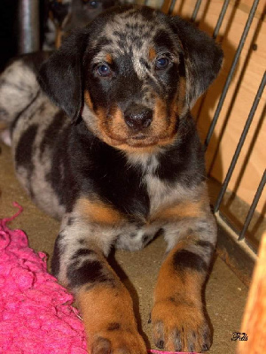 Les chiots de Berger de Beauce