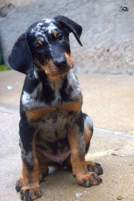 Les chiots de Berger de Beauce