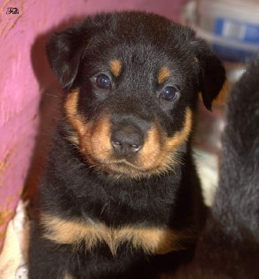 Les chiots de Berger de Beauce