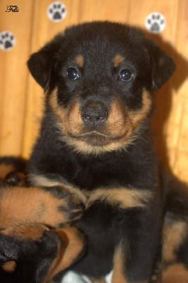 Les chiots de Berger de Beauce