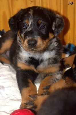 Les chiots de Berger de Beauce