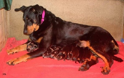 Les chiots de Berger de Beauce