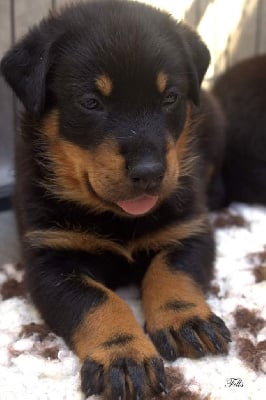 Les chiots de Berger de Beauce