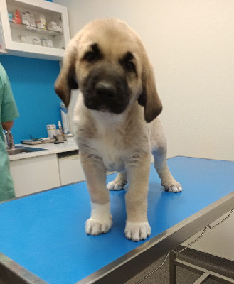 Les chiots de Berger Kangal