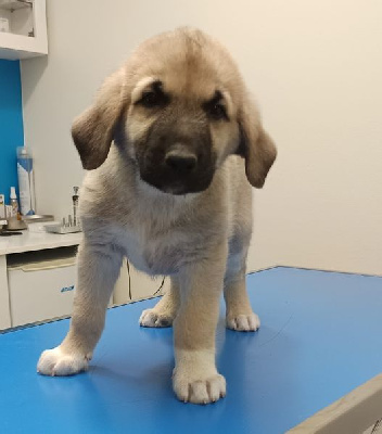 Les chiots de Berger Kangal