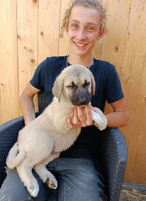 Les chiots de Berger Kangal