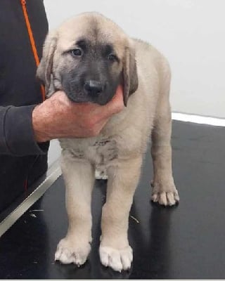 Les chiots de Berger Kangal