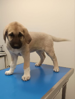 Les chiots de Berger Kangal