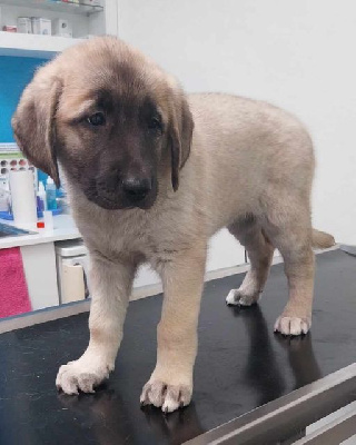 Les chiots de Berger Kangal