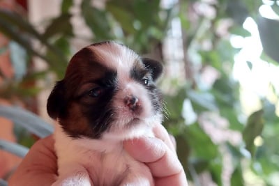 Les chiots de Shih Tzu