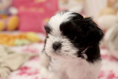 Les chiots de Shih Tzu