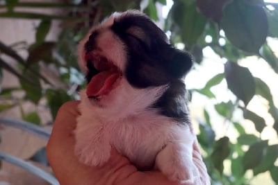 Les chiots de Shih Tzu