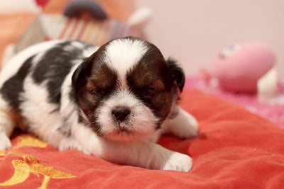 VOLTAIRE - Shih Tzu