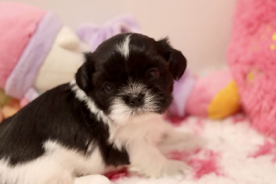 Les chiots de Shih Tzu