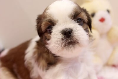 Les chiots de Shih Tzu