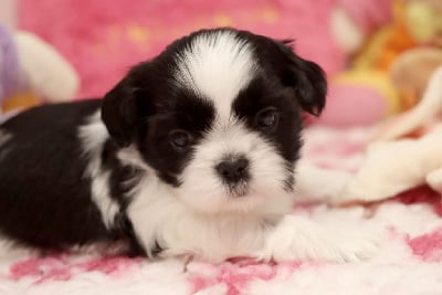 Les chiots de Shih Tzu