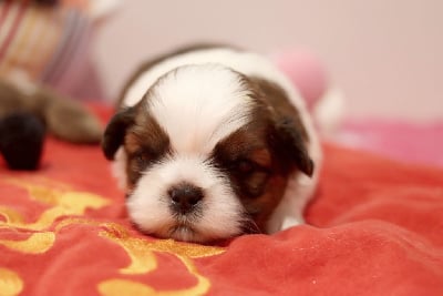 VIVIEN - Shih Tzu