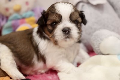 Les chiots de Shih Tzu