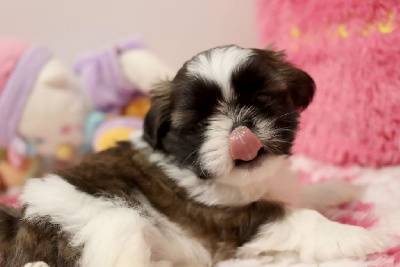 Les chiots de Shih Tzu