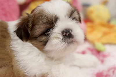 Les chiots de Shih Tzu