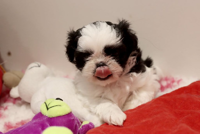 Les chiots de Shih Tzu