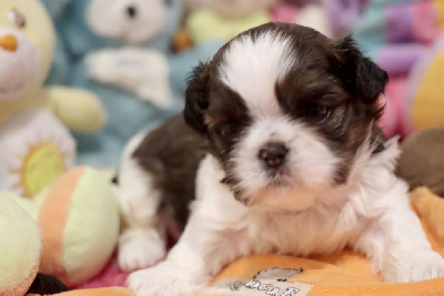 Les chiots de Shih Tzu