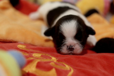 Les chiots de Shih Tzu