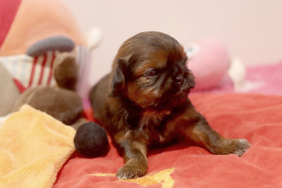 Les chiots de Shih Tzu