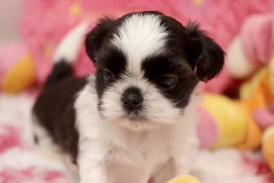 Les chiots de Shih Tzu