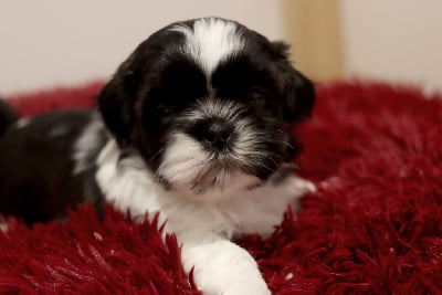 Les chiots de Shih Tzu