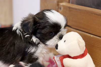 Les chiots de Shih Tzu